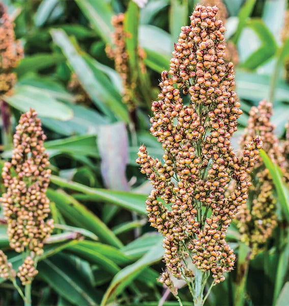 Broom Sorghum Planting Seeds | Ideal for Growing & Harvesting