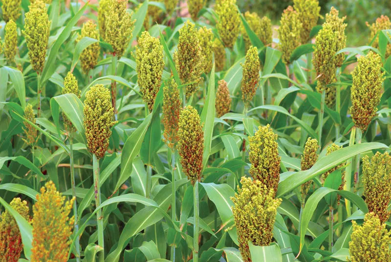 Sorghums Flower seeds for Planting Cottage Garden Essential Heirloom & GMO Free Seeds for Home Garden