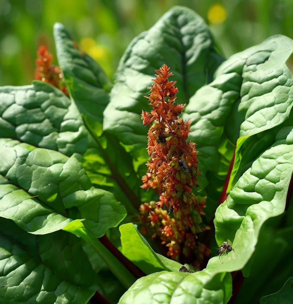 Evergrowseeds sorrel herb seeds plant with large leaves and pollinators, showcasing the tangy leafy Rumex acetosa plant.