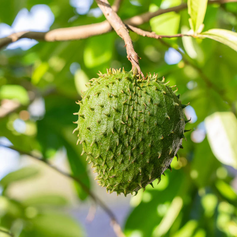 Tropical Soursop Seeds for Planting - Green & White Fruit
