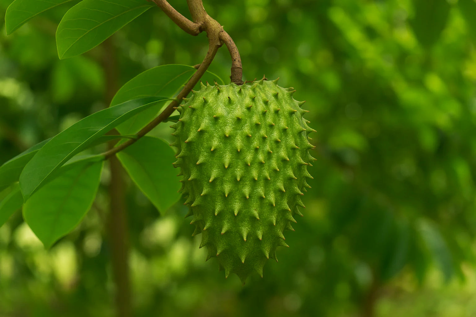 Close-up of green soursop seeds for easy planting grow exotic fruit at home seeds | Premium green soursop seeds for easy planting grow exotic fruit at home seed packet for planting | Young green soursop seeds for easy planting grow exotic fruit at home seedlings growing in containers | Healthy green soursop seeds for easy planting grow exotic fruit at home tree growing in home garden | Green Soursop Seeds for Easy Planting Grow Exotic Fruit at Home for home garden planting
