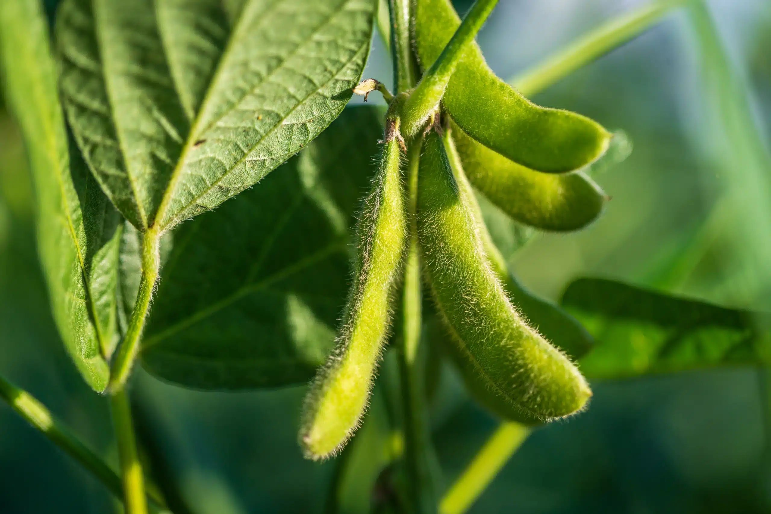 Brown Soybean Planting Seeds for Vegetable Gardening