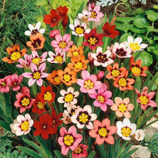Blue Red Sparaxis Flower seeds for Planting - Premium Quality, Heirloom & GMO Free Seeds for Home Garden