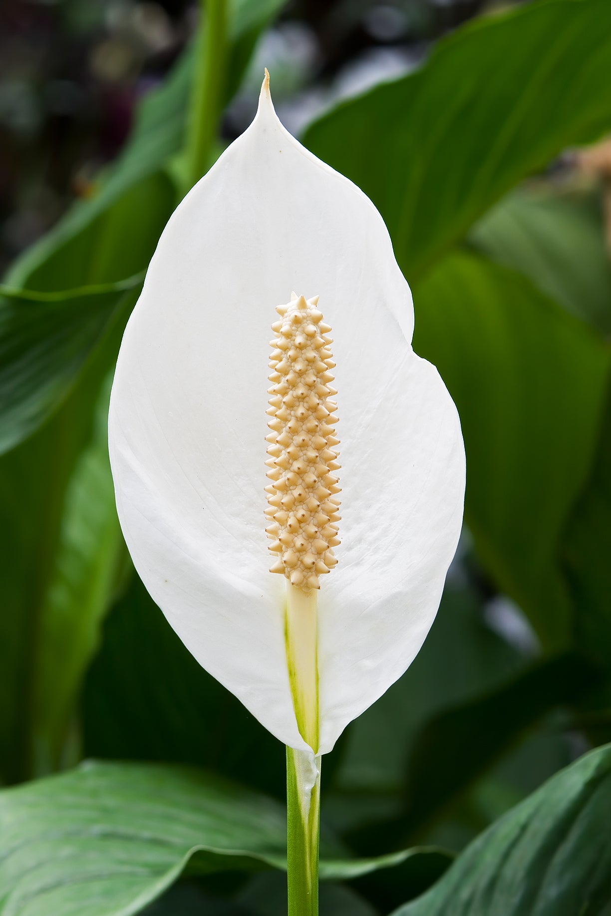 Green Spathiphyllum Flower seeds for Planting - Easy to Grow, Heirloom & GMO Free Seeds for Home Garden