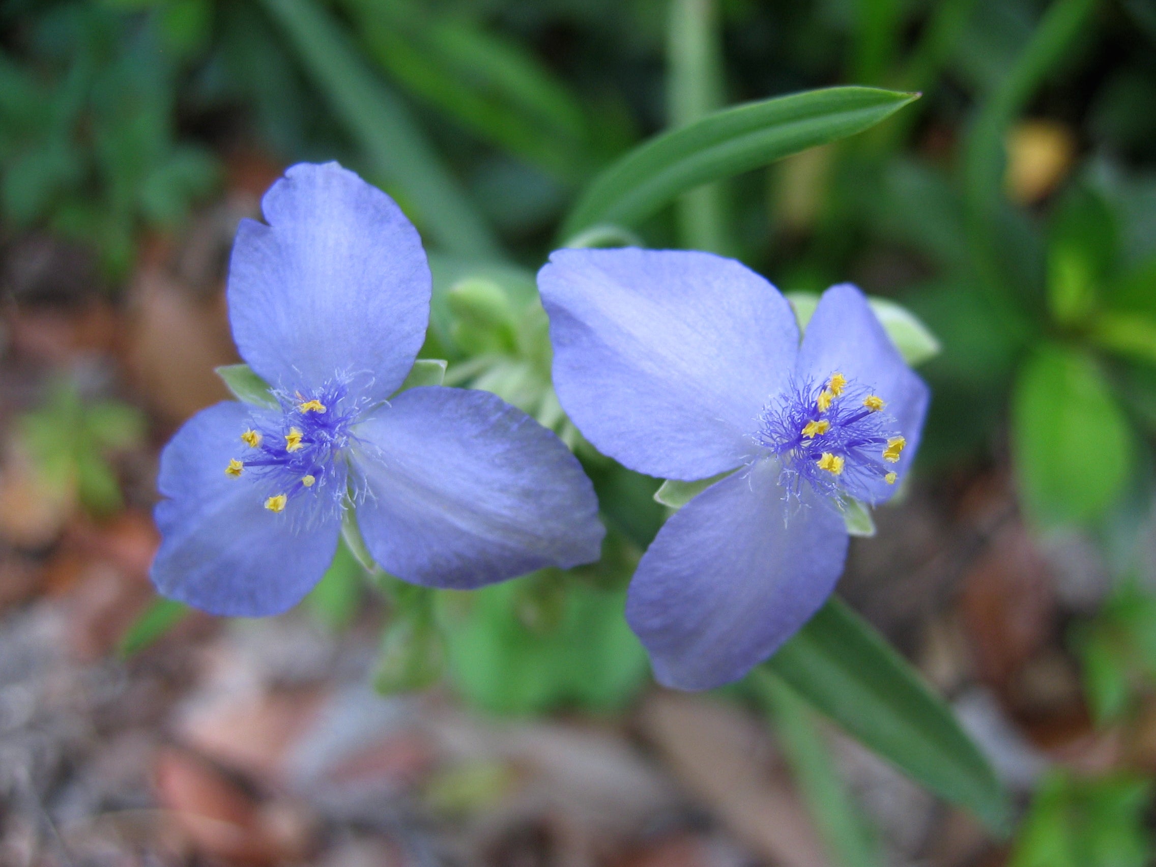Blue Tradescantia Flower Seeds for Planting Heirloom Non-GMO Seeds