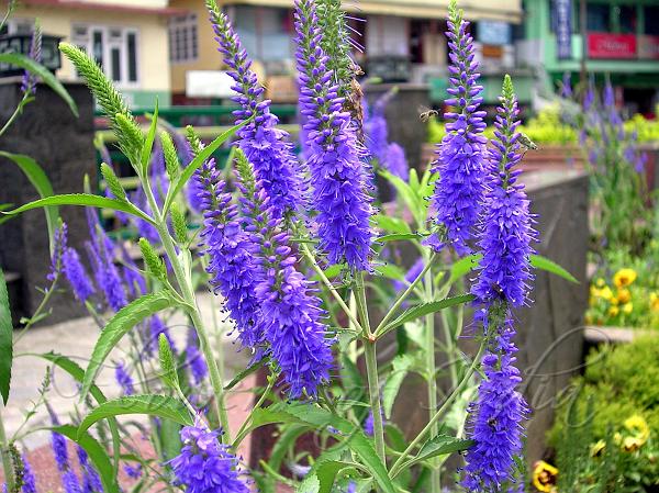 Veronica Flower seeds for Planting - Shade Tolerant, Heirloom & GMO Free Seeds for Home Garden