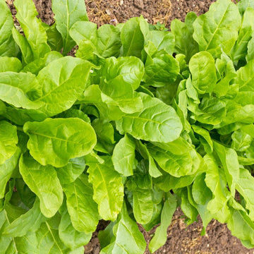 Perpetual Spinach Seeds – Leaf Beet Garden Variety