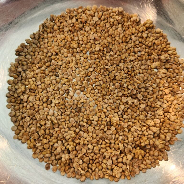 Buy Madagascar spinach seeds online
Buy Pio Spinach seeds online
