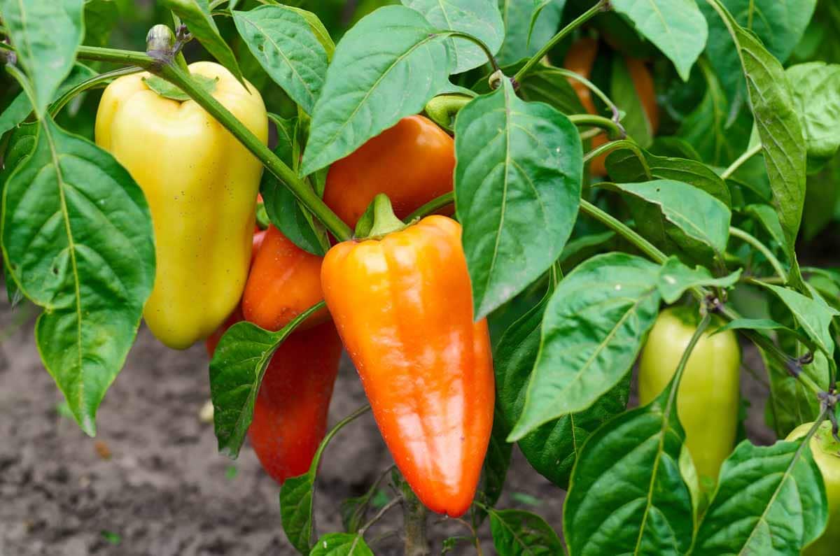 Yellow Pepper Seeds for Vegetable Planting