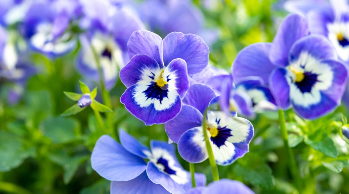 Viola Flower Seeds for Planting - Vibrant Blooms for Your Garden - Evergrowseeds