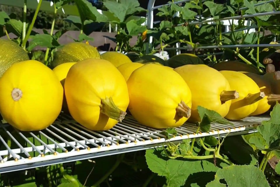 Spaghetti Squash Vegetable Seeds for Easy Planting