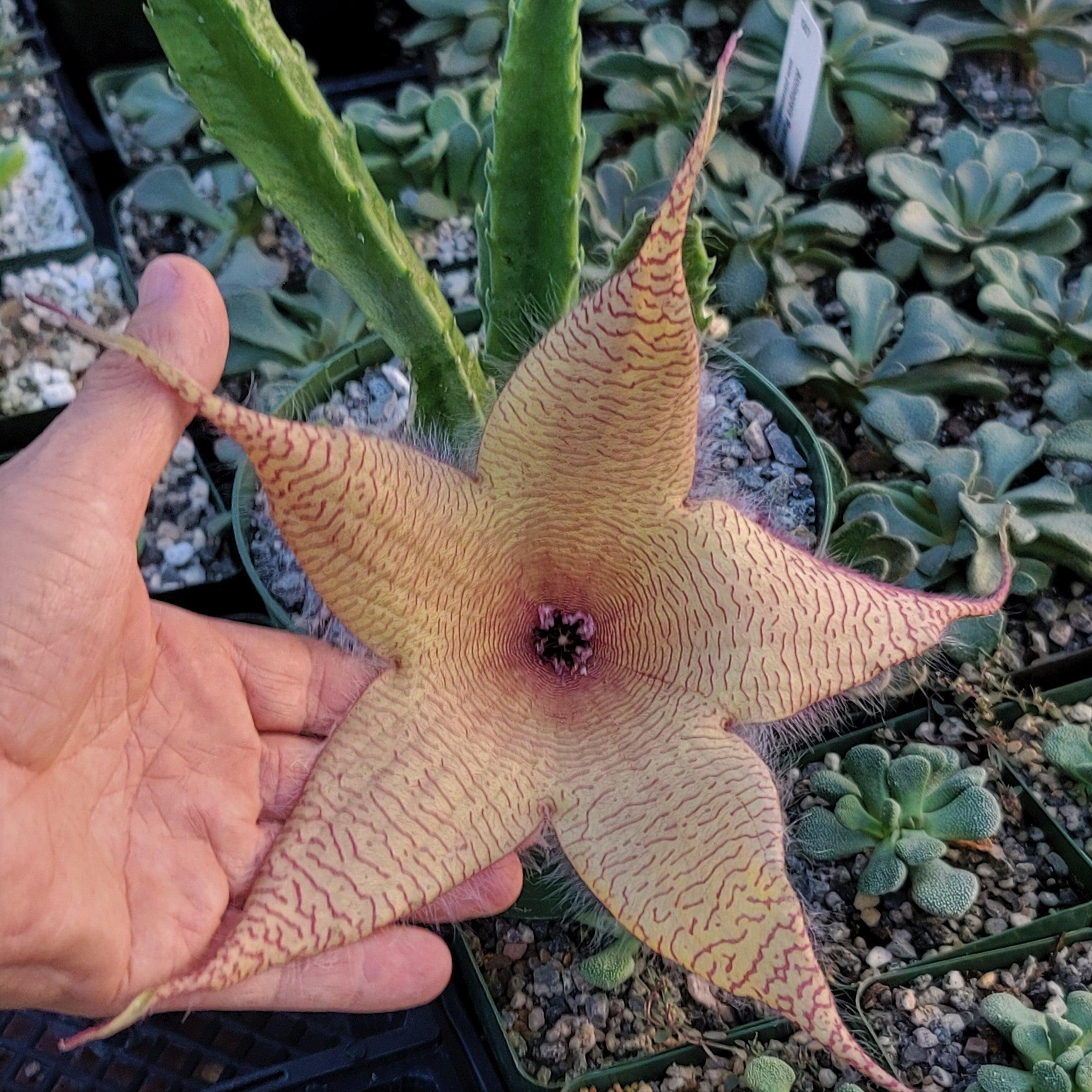 Stapelia Gigantea Plant Seeds for Gardening & Planting: Grow Unique Starfish Flowers in Your Garden