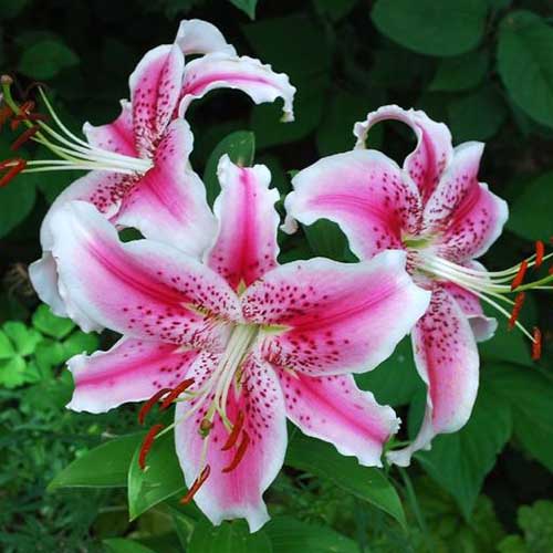 Pink White Nolilis Flower seeds for Planting - Cut Flower Favorite, Heirloom & GMO Free Seeds for Home Garden