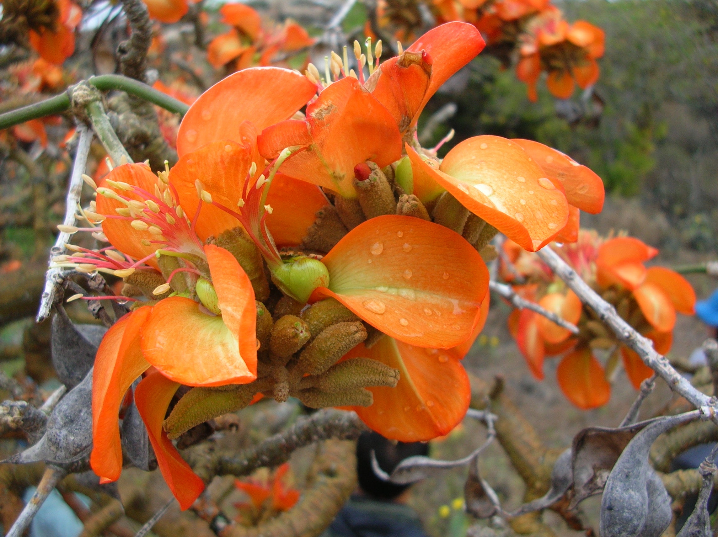Yellow Erythrina Flower seeds for Planting - Sun Loving, Heirloom & GMO Free Seeds for Home Garden