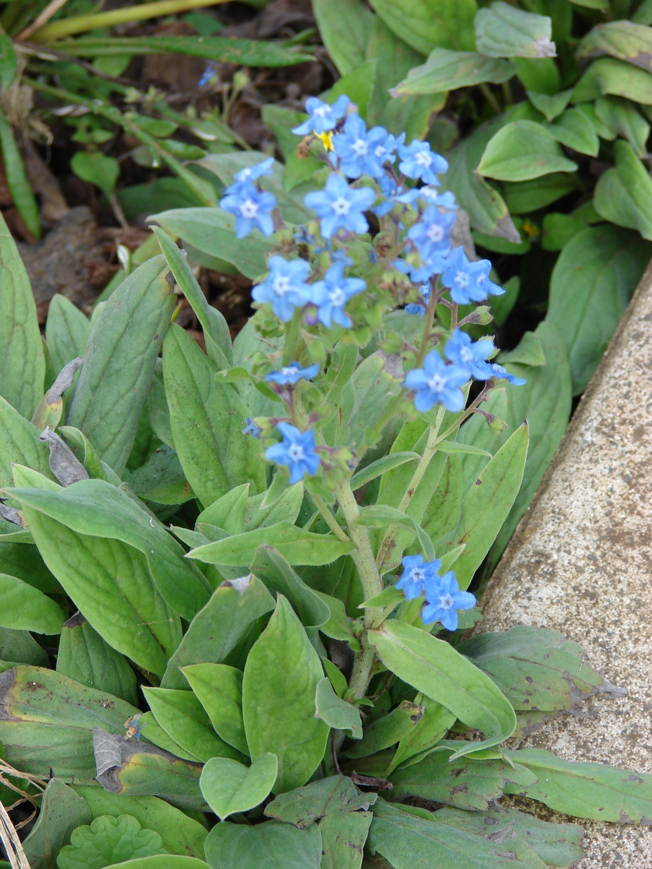 Chinese Forget-Me-Not Seeds Cynoglossum amabile for Planting in Flower Bed and Window Boxes