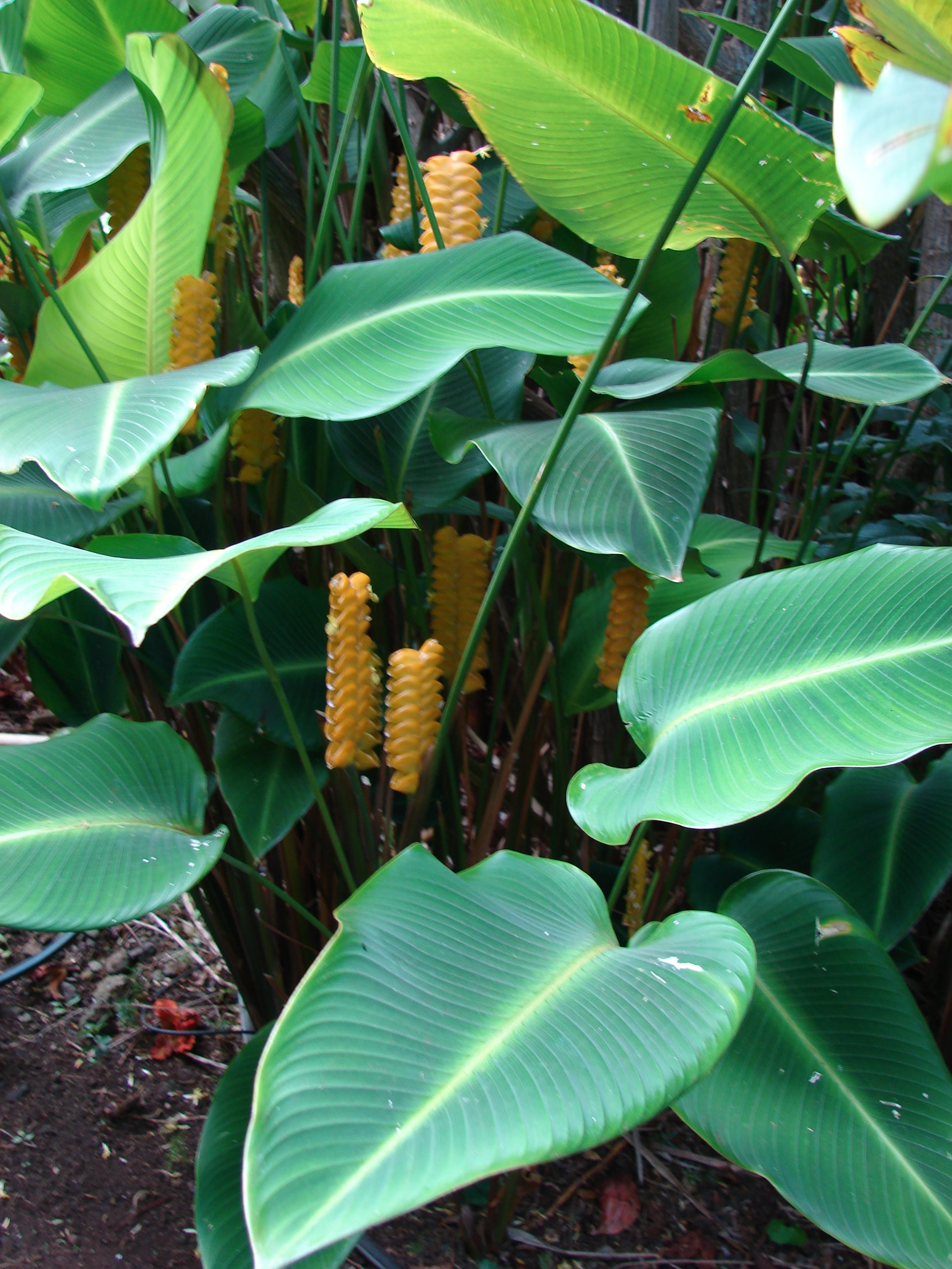 Green Calathea Flower seeds for Planting - Low Maintenance, Heirloom & GMO Free Seeds for Home Garden