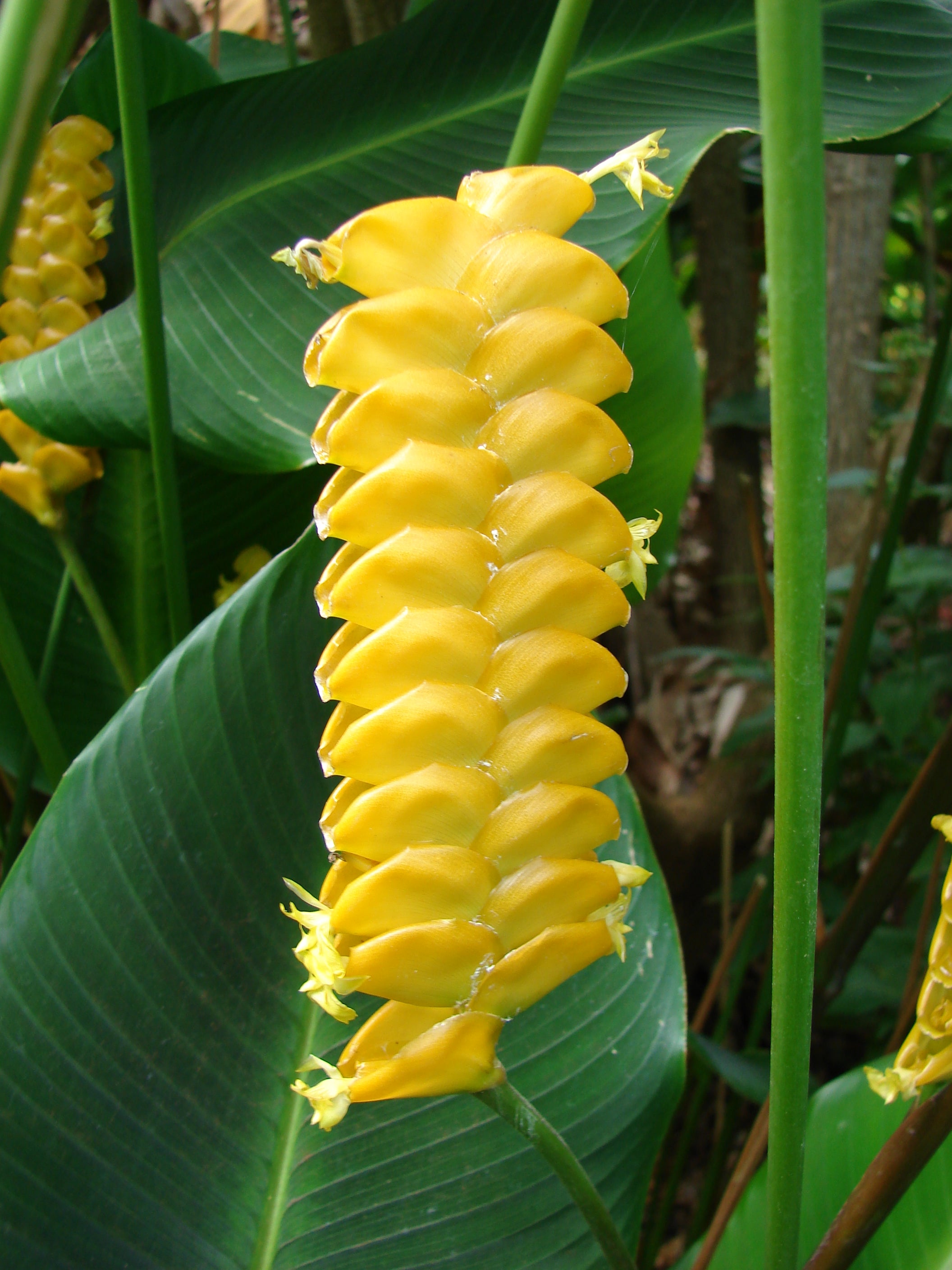 Yellow Calathea Crotalifera Flower seeds for Planting - Sun Loving, Heirloom & GMO Free Seeds for Home Garden