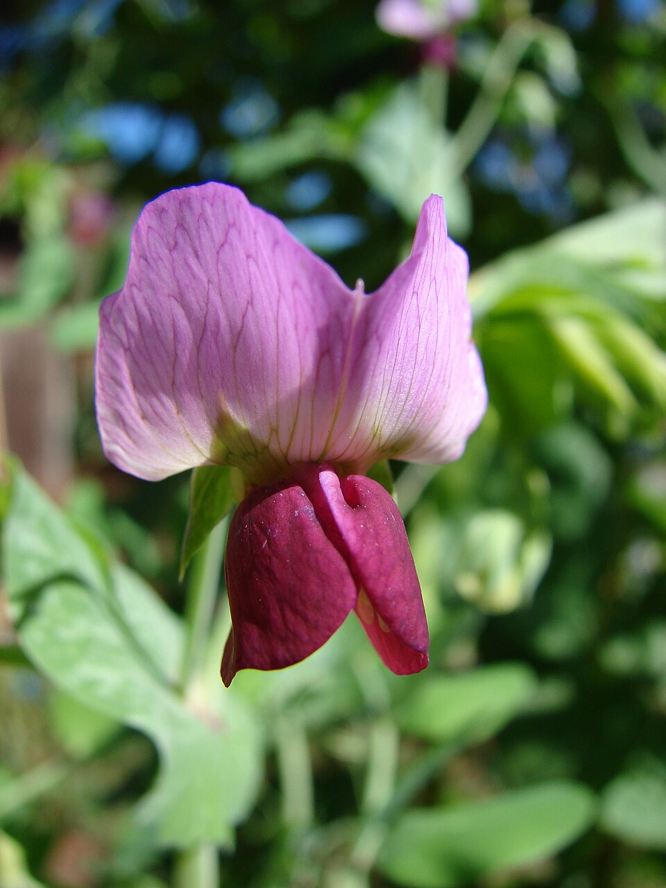 Pisum Sativum Flower seeds for Planting - Low Maintenance, Heirloom & GMO Free Seeds for Home Garden