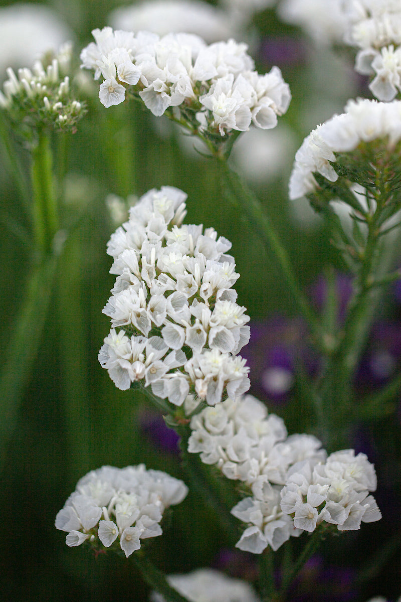 Sea Lavender Flower seeds for Planting - Pollinator Friendly, Heirloom & GMO Free Seeds for Home Garden