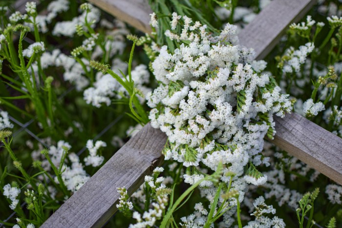 White Semi Statice Flower Seeds for Elegant White Statice Blooms