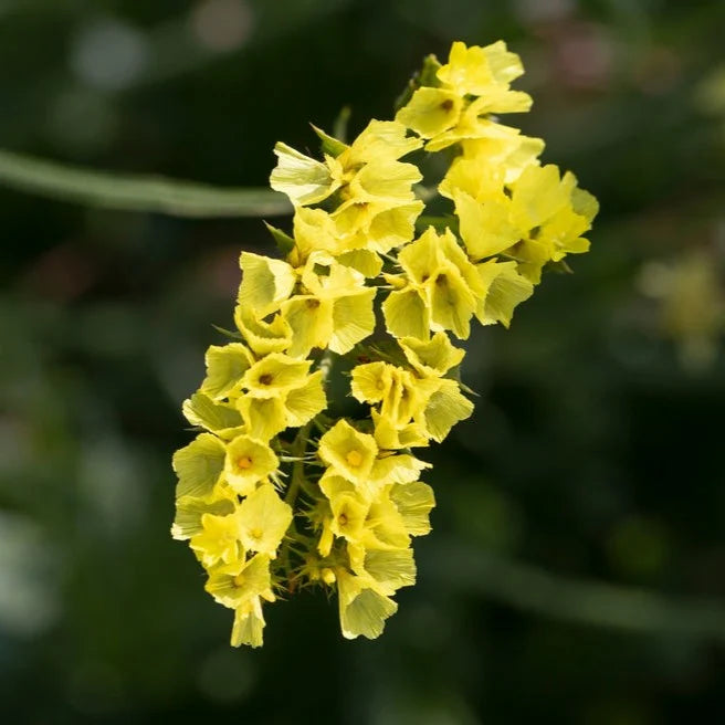 Yellow Statice Flower seeds for Planting - Premium Quality, Heirloom & GMO Free Seeds for Home Garden