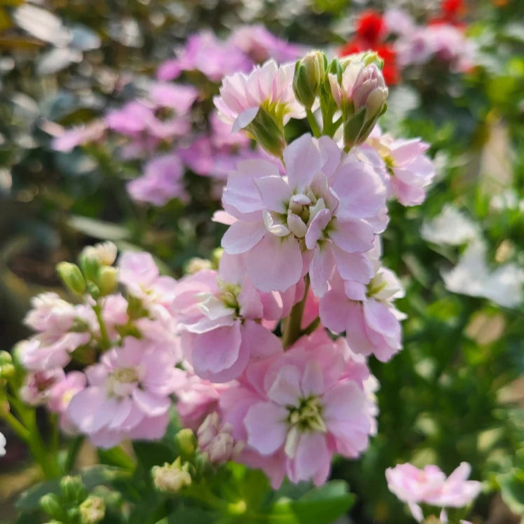 Baby Pink Matthiola Incana Flower seeds for Planting - Fragrant Blossoms, Heirloom & GMO Free Seeds for Home Garden