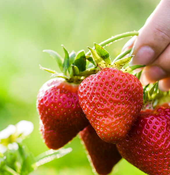 Japanese Hokowase Strawberry Seeds for Planting - Sweet & Juicy Fruit Seeds