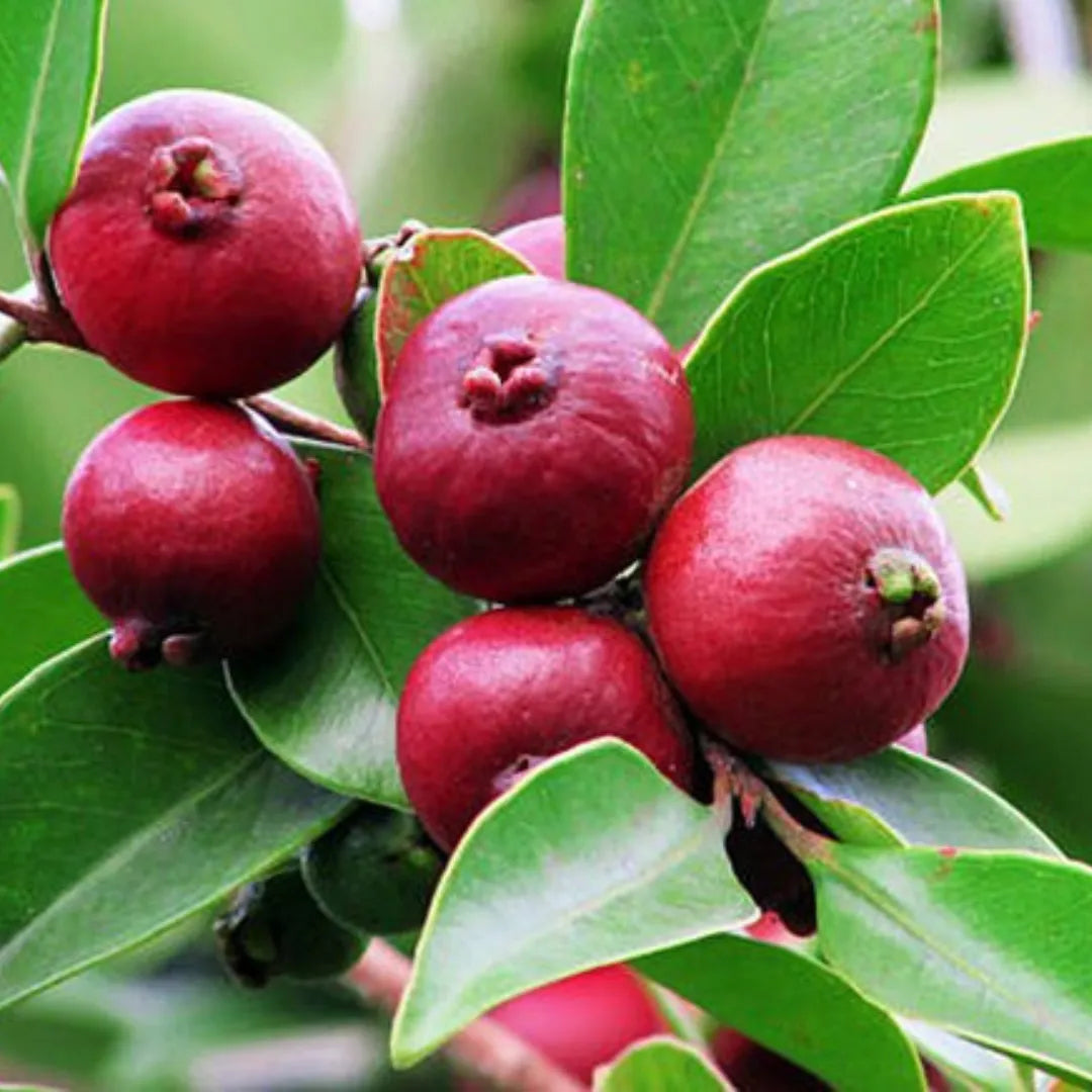 Strawberry Guava Seeds for Planting  Grow Your Own Delicious Fruit