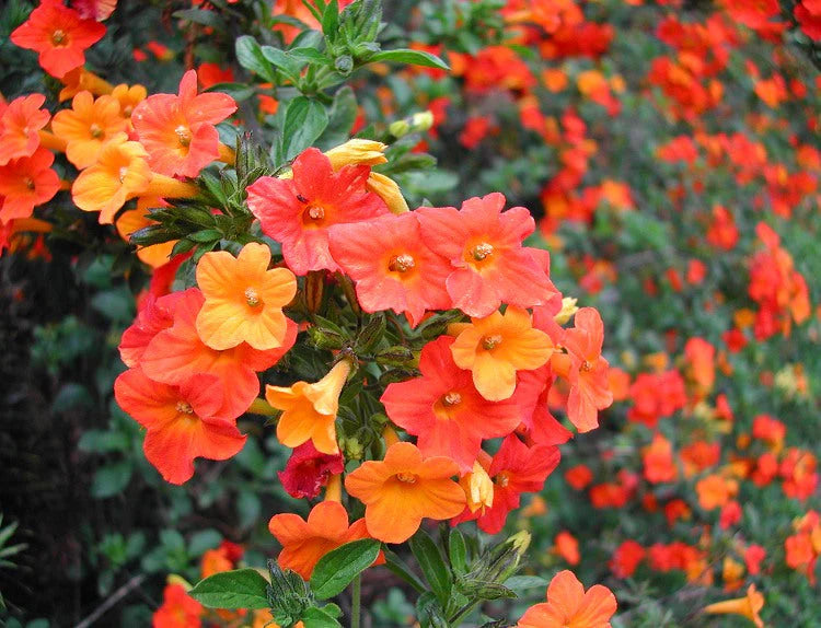 Streptosolen Flower seeds for Planting Wildflower Mix Heirloom & GMO Free Seeds for Home Garden