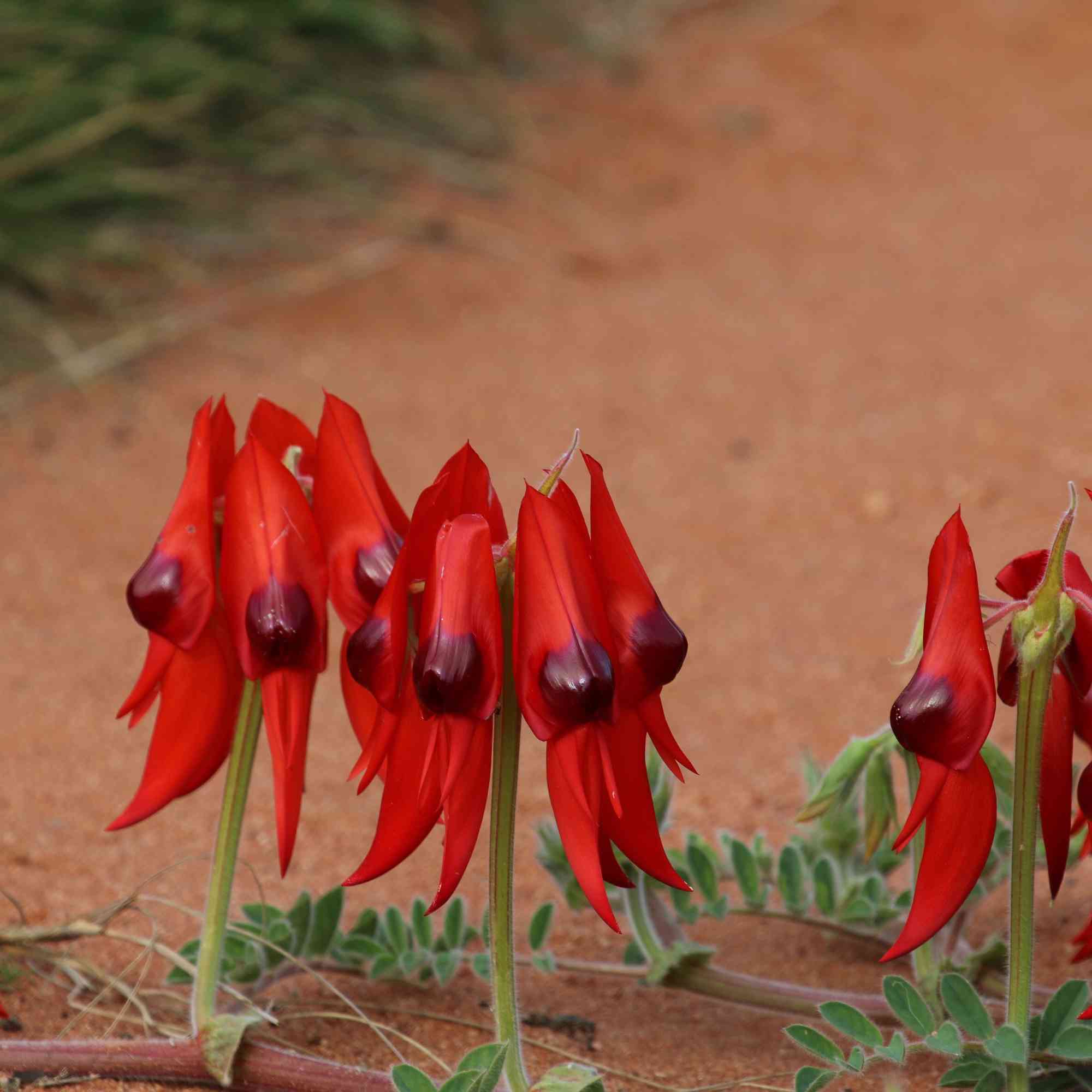 Sturt's Red Flower Seeds for Planting - Vibrant Blooms for Your Garden - Evergrowseeds