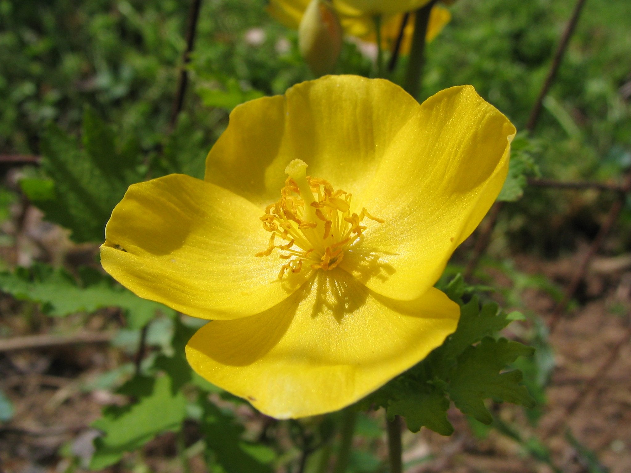 Stylophorum Lasiocarpum Flower seeds for Planting Fragrant Blossoms Heirloom & GMO Free Seeds for Home Garden