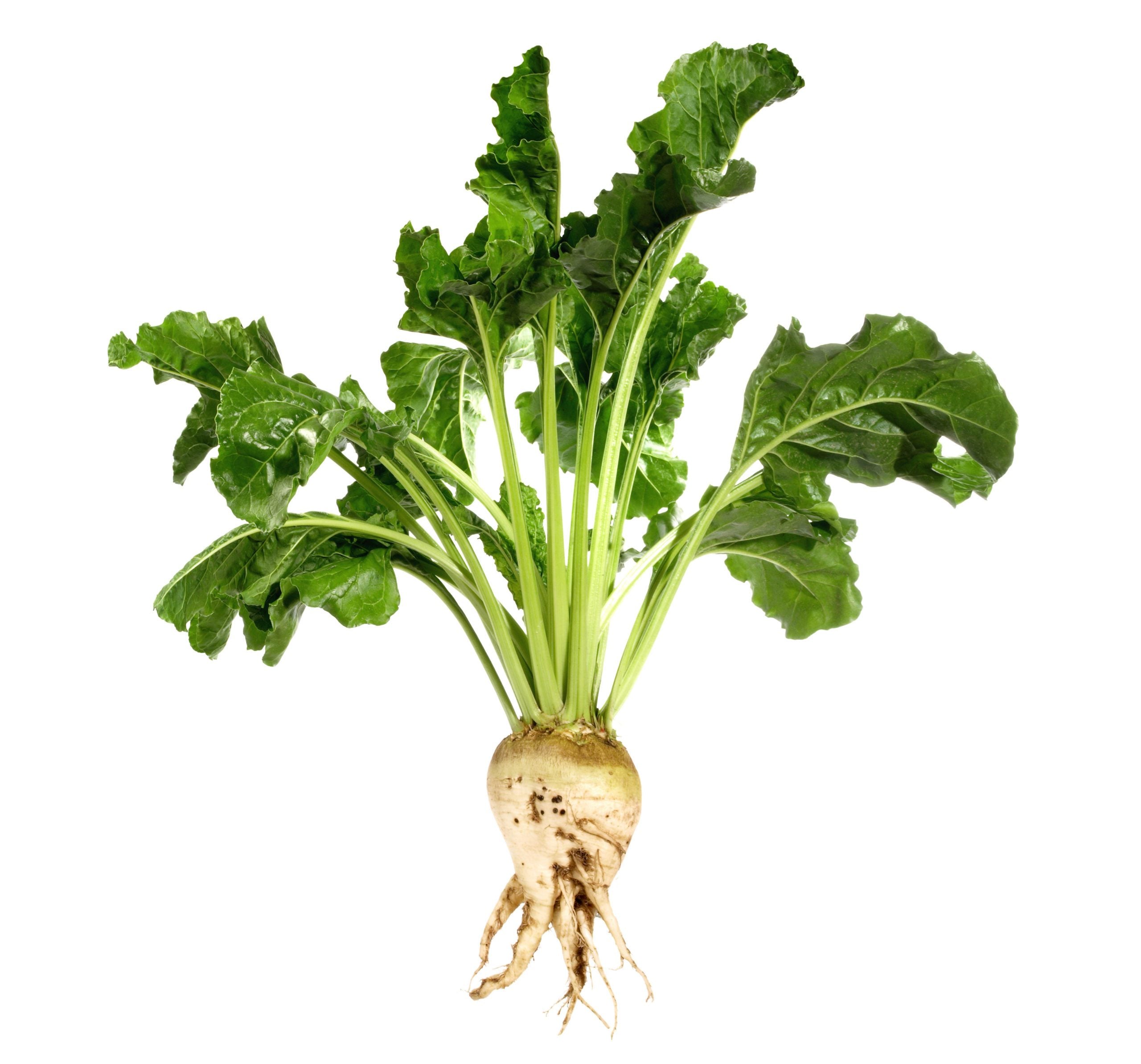 White Sugar Beet Seeds for Vegetable Planting