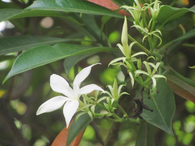 White flower with green leaves on a blurred natural background