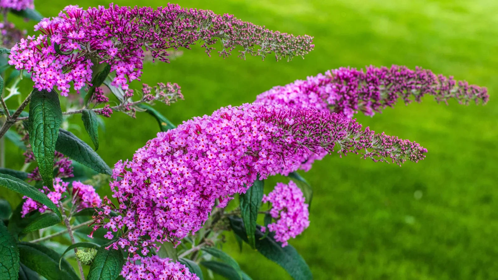 Fragrant Buddleja Flower Seeds For Planting Plant Seeds