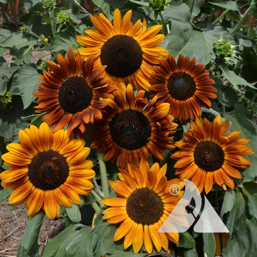 Yellow Brown Sunflower Seeds for Planting Seasonal Bloomer Heirloom & GMO Free Seeds for Home Garden
 
 Sale