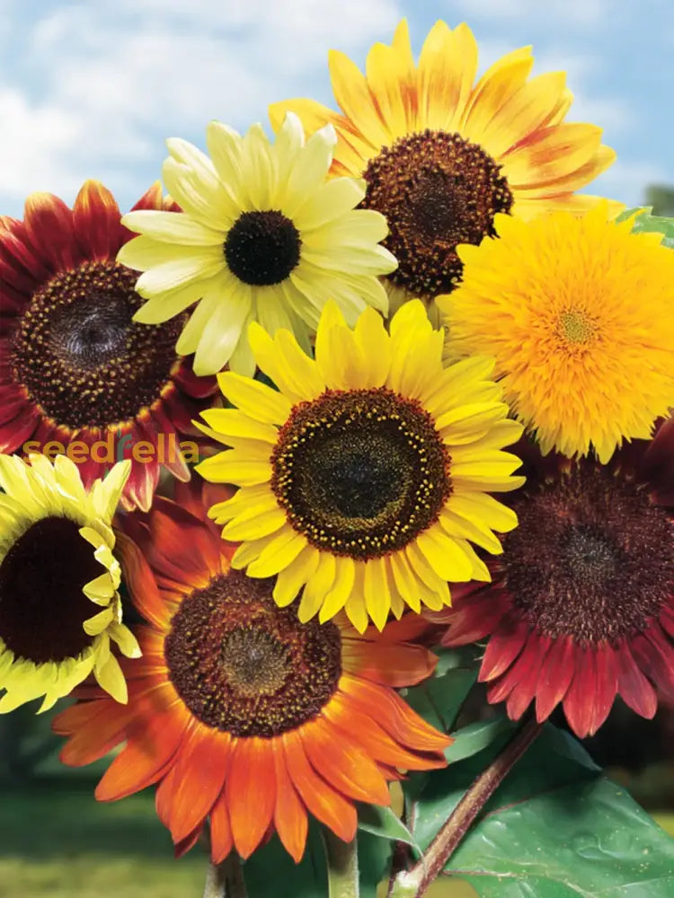 Non GMO mixed blanket sunflower seeds