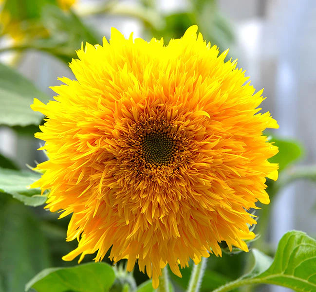 Yellow Teddy SunFlower seeds for Planting - Cut Flower Favorite, Heirloom & GMO Free Seeds for Home Garden