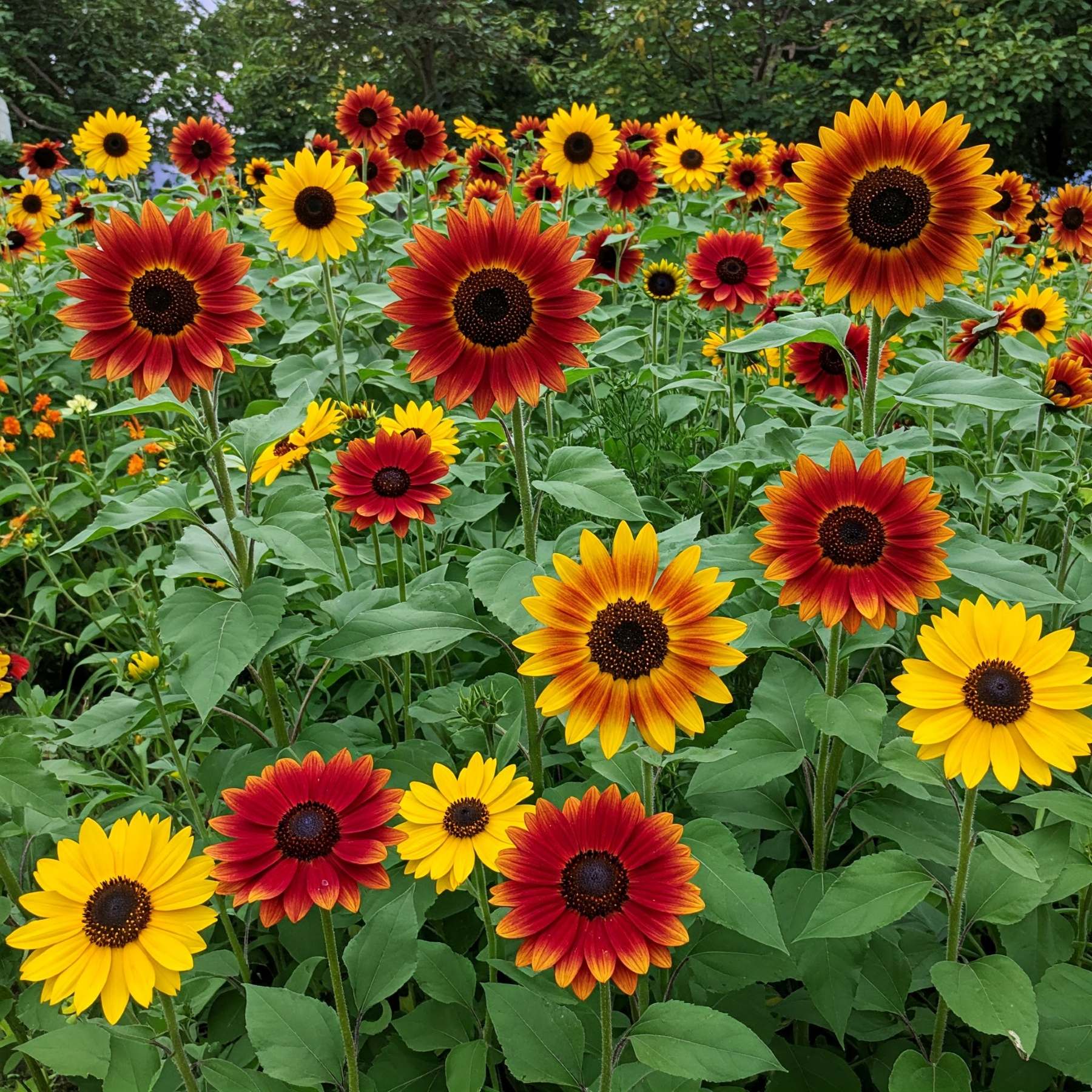 Mixed SunFlower seeds for Planting - Compact Growth, Heirloom & GMO Free Seeds for Home Garden