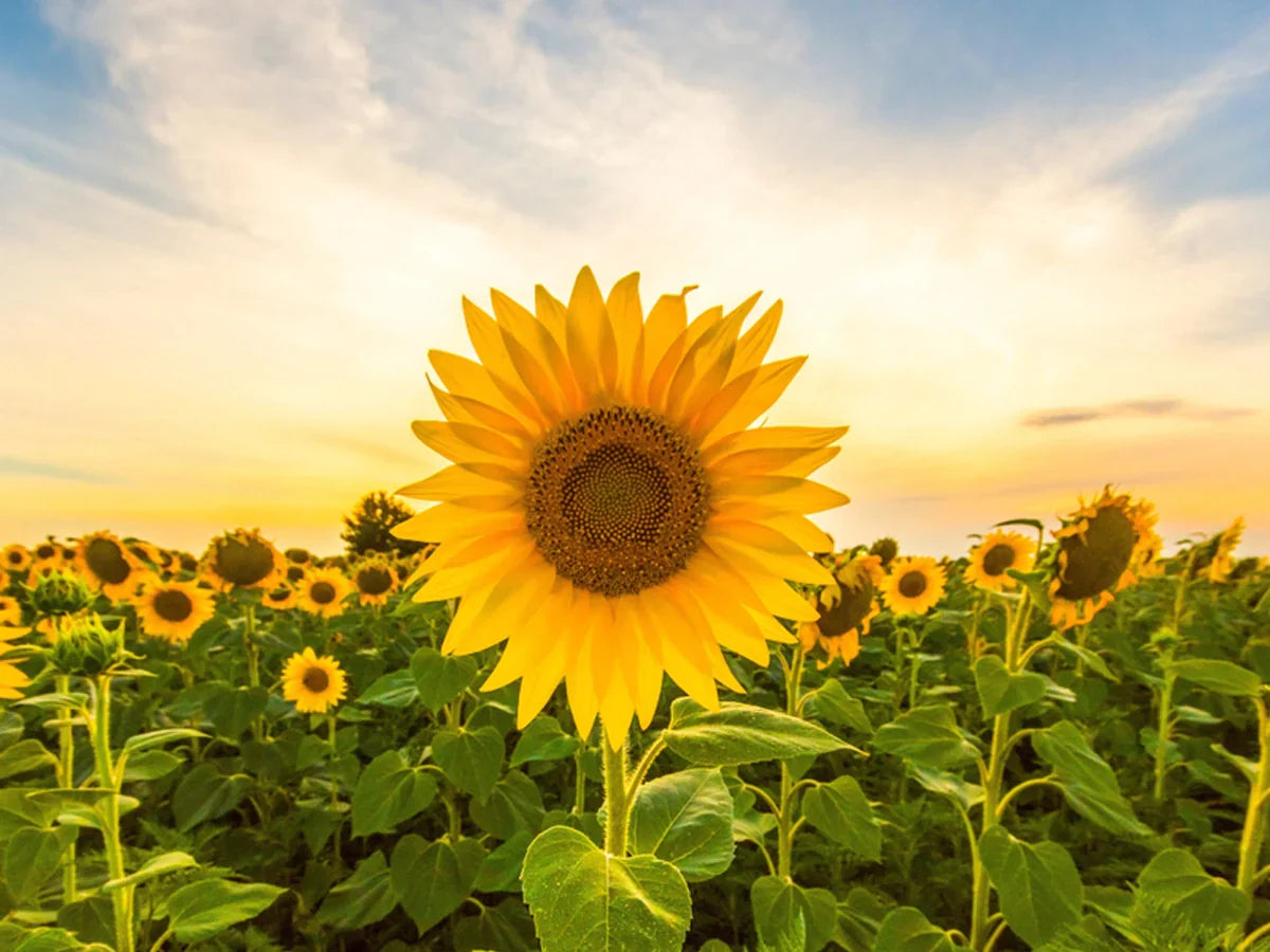 Sunflower (Sunflower Flower) seeds for planting in home garden