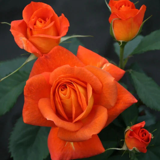Red Orange Rose Flower seeds for Planting - Colorful Display, Heirloom & GMO Free Seeds for Home Garden