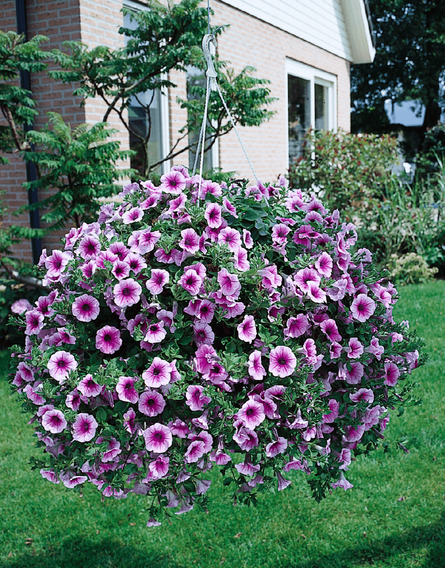 Surfinia Flower seeds for Planting - Fragrant Blossoms, Heirloom & GMO Free Seeds for Home Garden