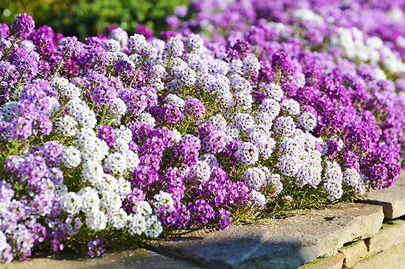 Alyssum Flower seeds for Planting, Bright Blooms Heirloom & GMO Free Seeds for Home Garden