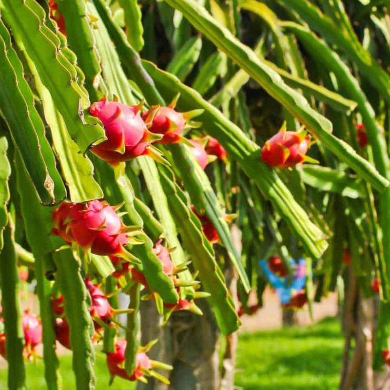 Mixed Colour Dragon Fruit Seeds for Easy Planting