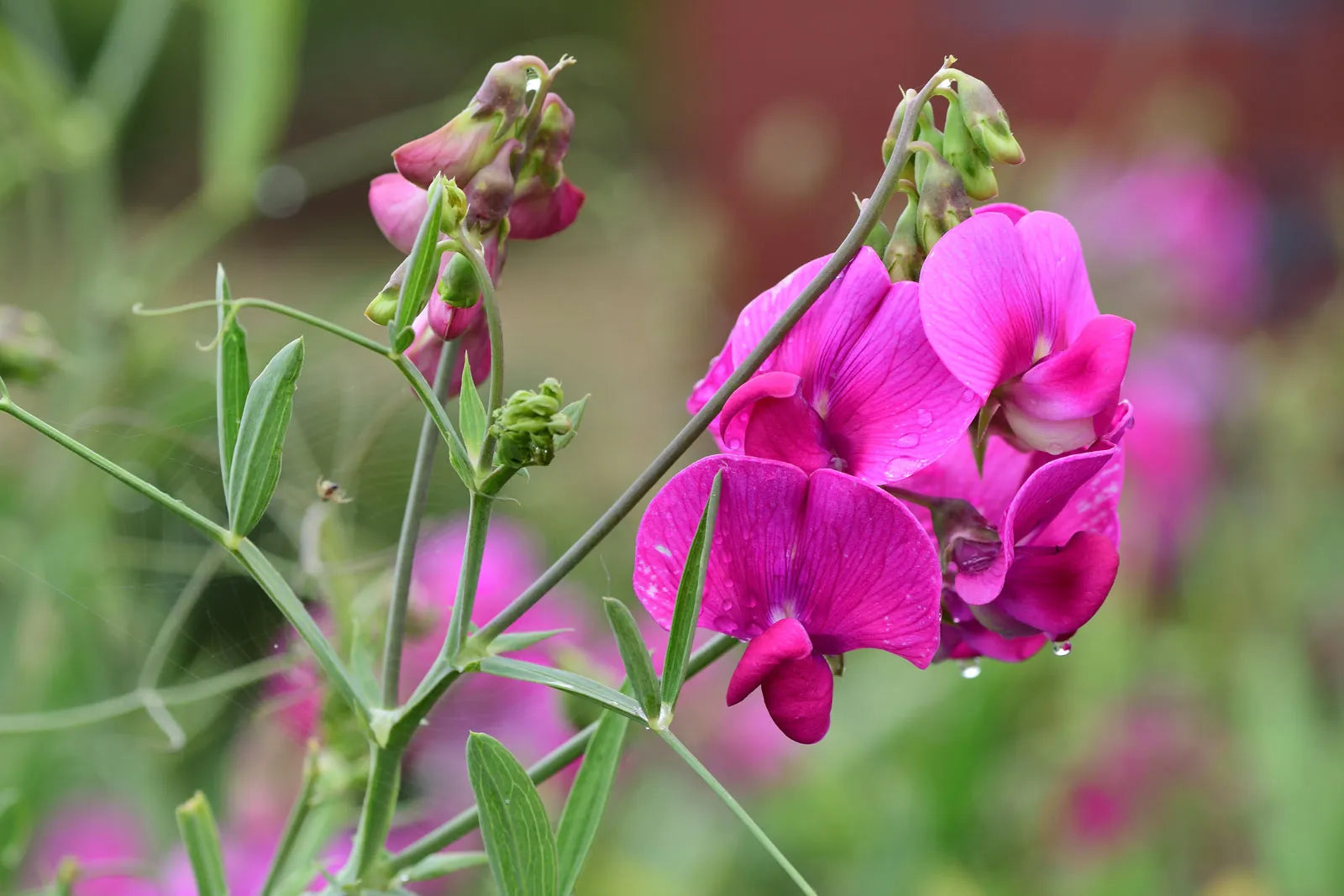 Violet Lathyrus Odoratus Flower seeds for Planting - Shade Tolerant, Heirloom & GMO Free Seeds for Home Garden