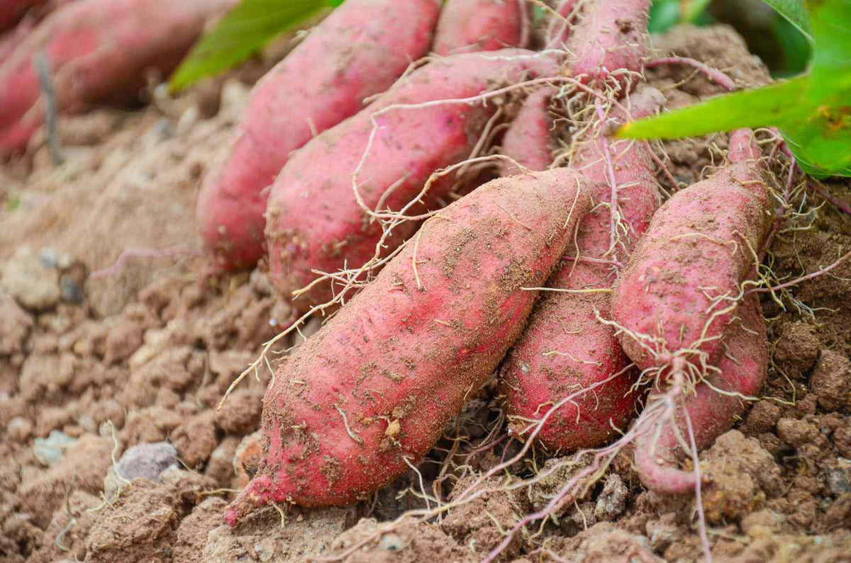 Dark Pink Sweet Potato Seeds for Planting - Grow Your Own Vegetables for Planting, Premium Seeds | Heirloom Non-GMO - Evergrowseeds