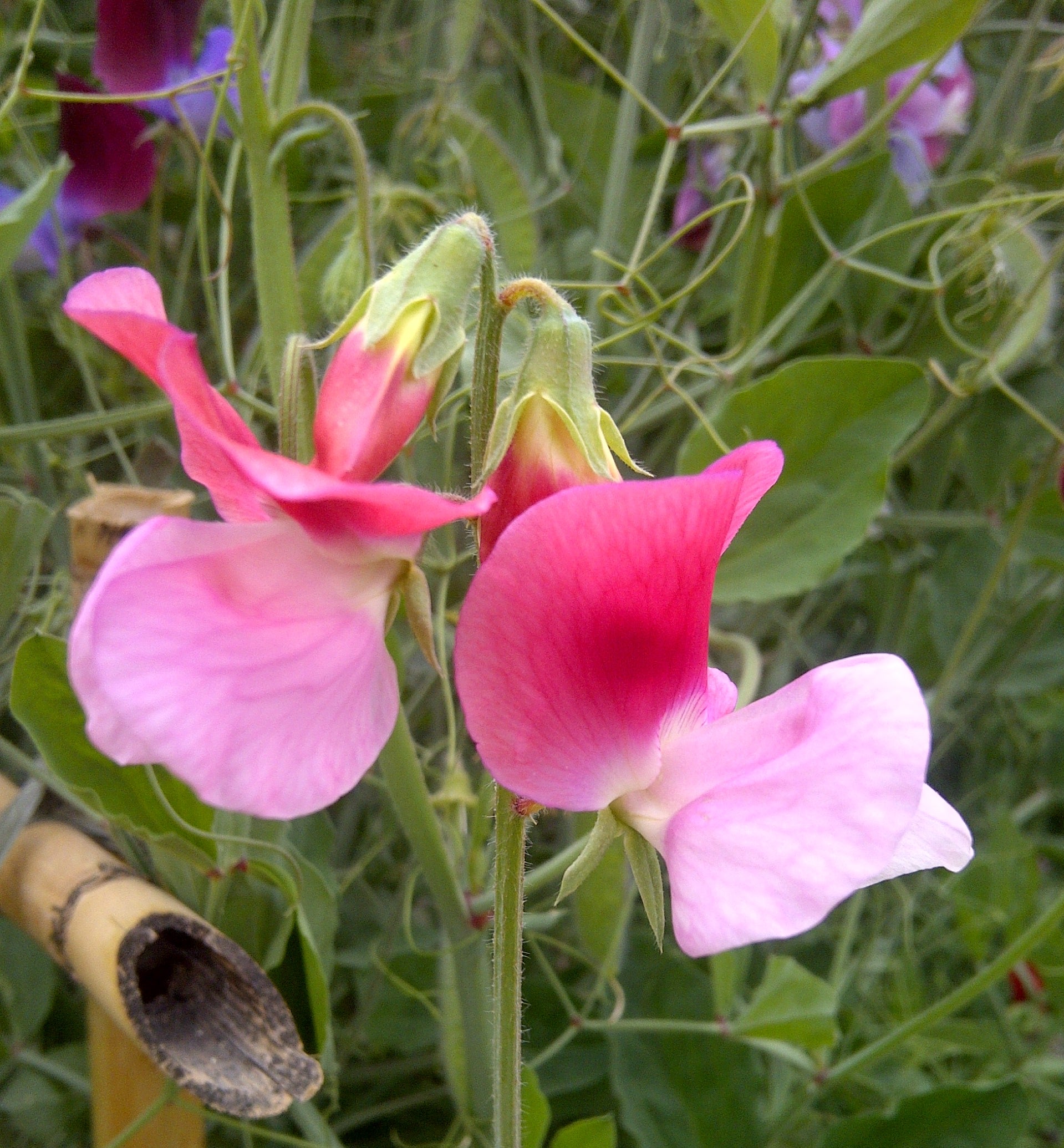 Violet Lathyrus Odoratus Flower seeds for Planting - Shade Tolerant, Heirloom & GMO Free Seeds for Home Garden