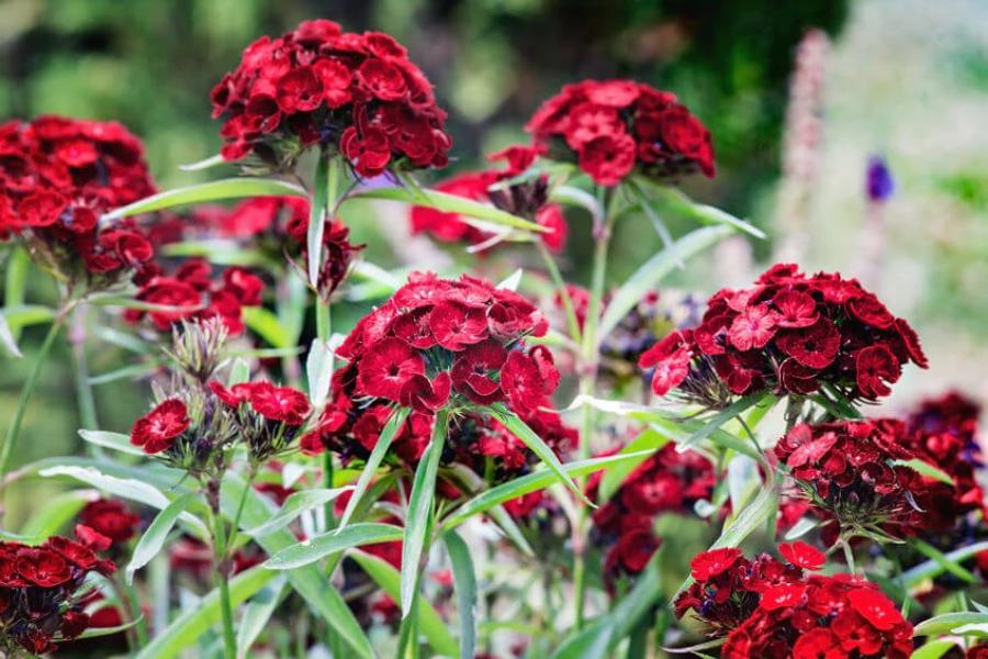 Red William Flower Seeds for Planting