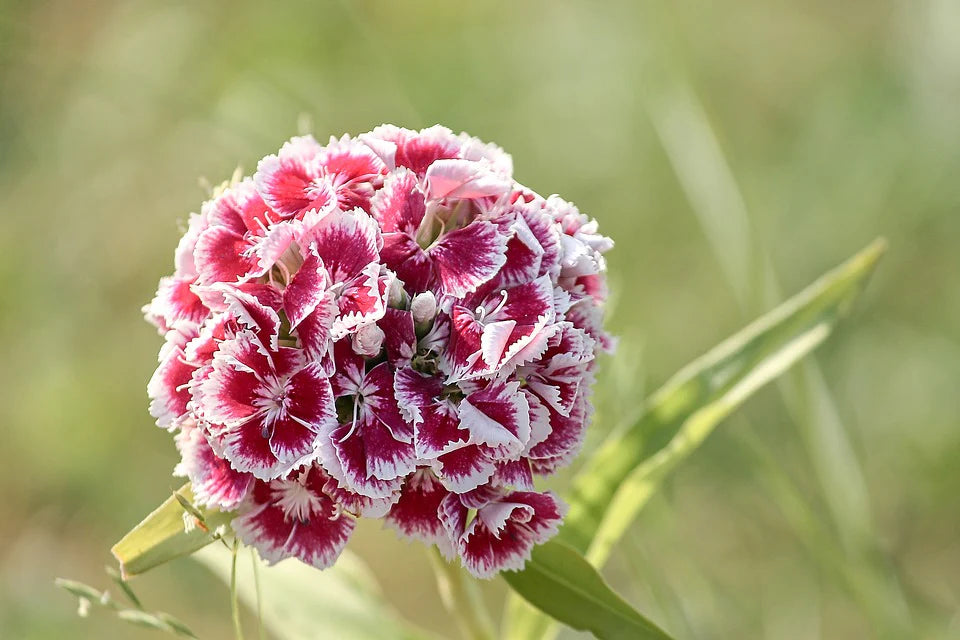 Heirloom Dianthus Barbatus Flower seeds for Planting Vibrant Colors Heirloom & GMO Free Seeds for Home Garden