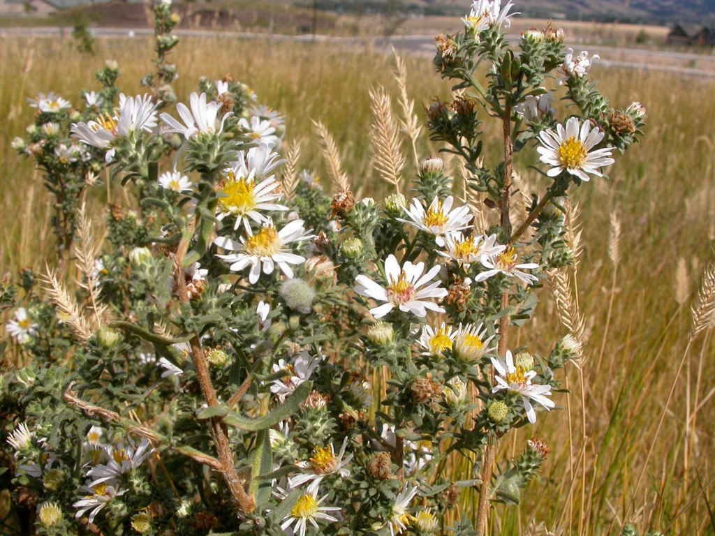 White Prairie Aster Planting Seeds  Perfect for Garden Planting