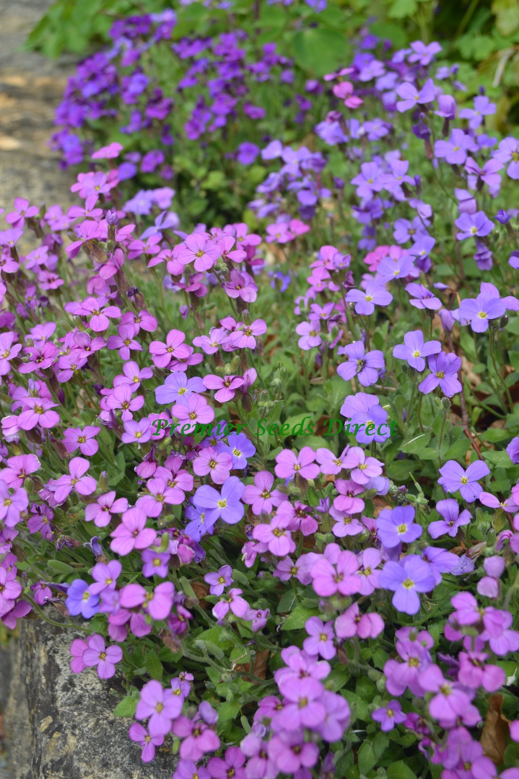 Cascade Flower seeds for Planting - Colorful Display, Heirloom & GMO Free Seeds for Home Garden